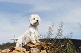 WESTIE 067
